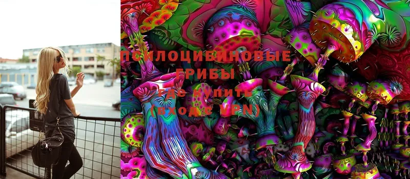 Псилоцибиновые грибы Psilocybine cubensis  Таштагол 